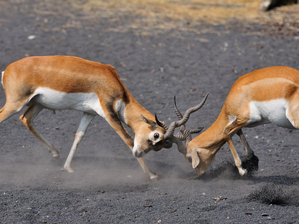 Combattimento Antilope Cervicapra