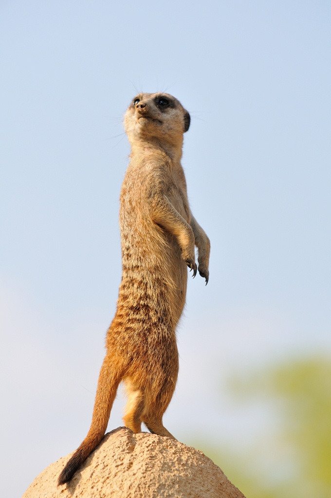 Suricato del Kalahari