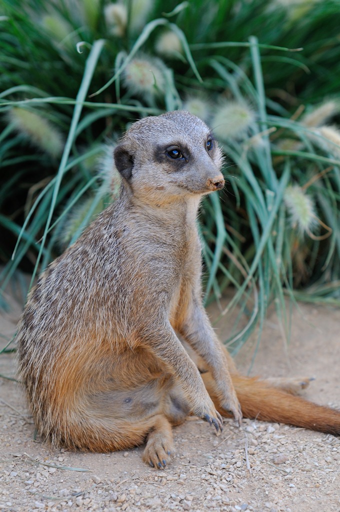 Suricato del Kalahari