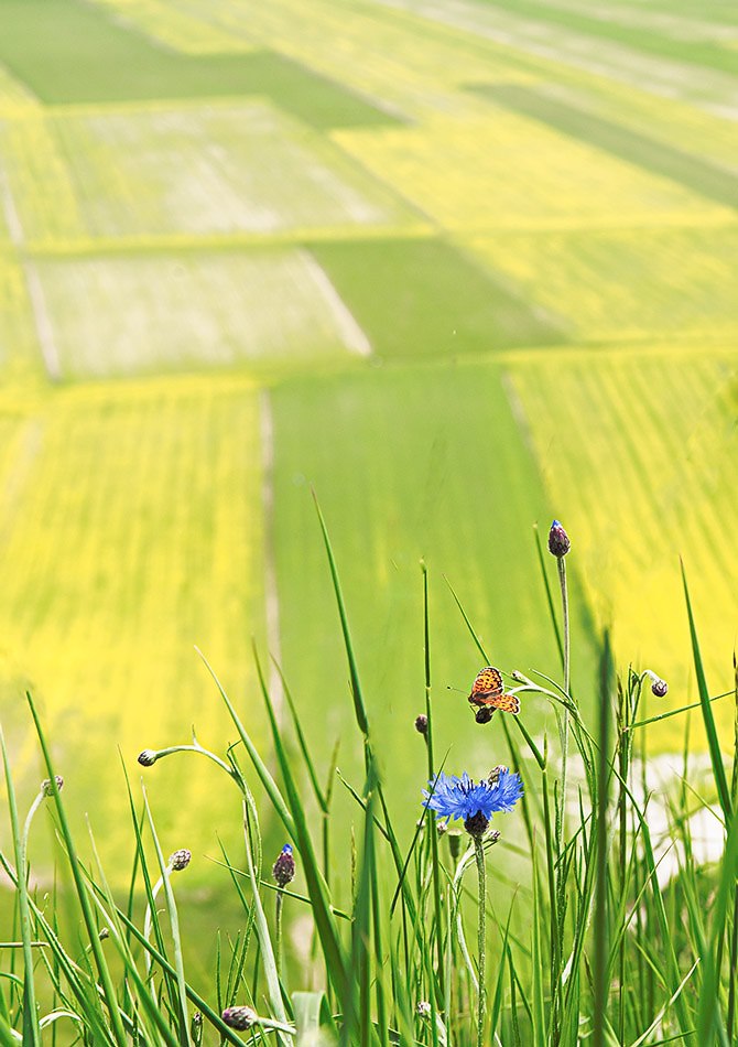 Castelluccio