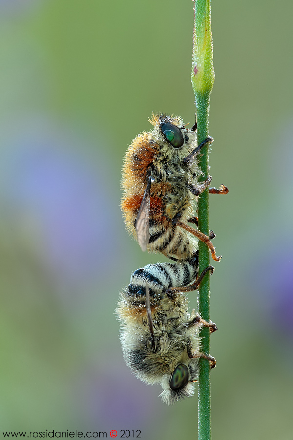 Una prestazione da Guinness!!!