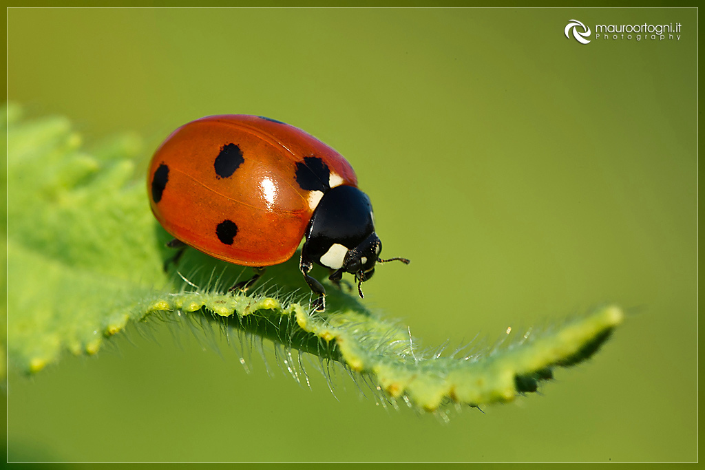 Lady bug 2
