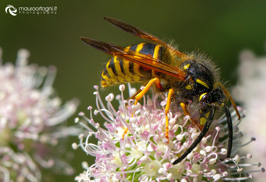 Vespa cornuta
