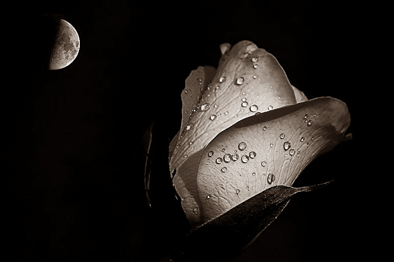 Rosa...guarda che luna...