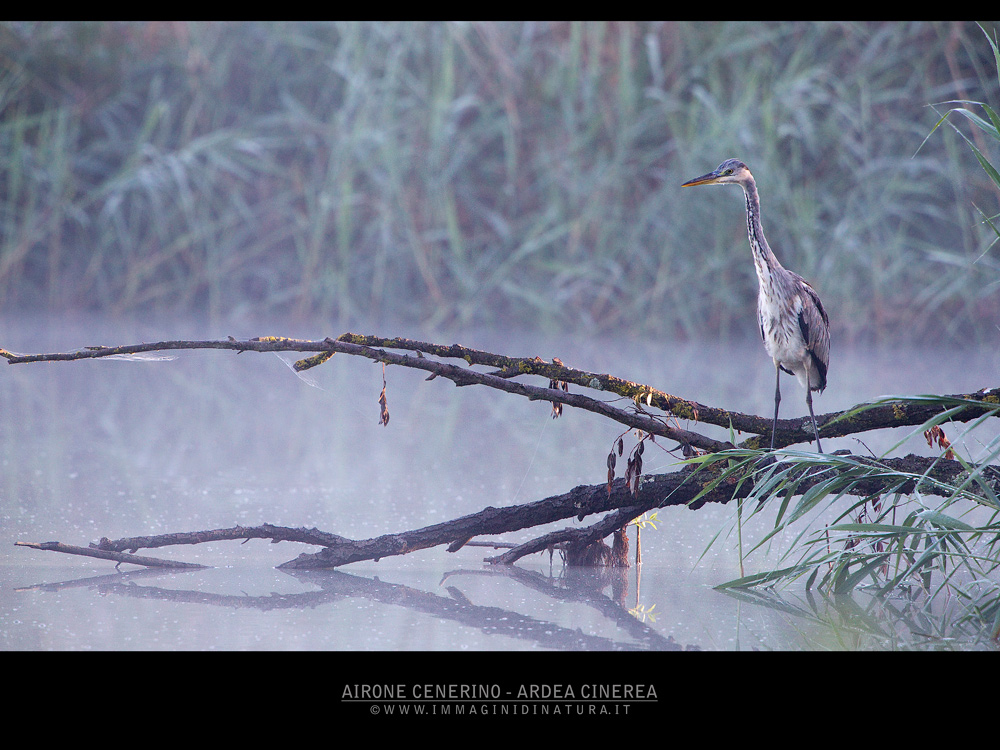 Giovane cenerino all'alba