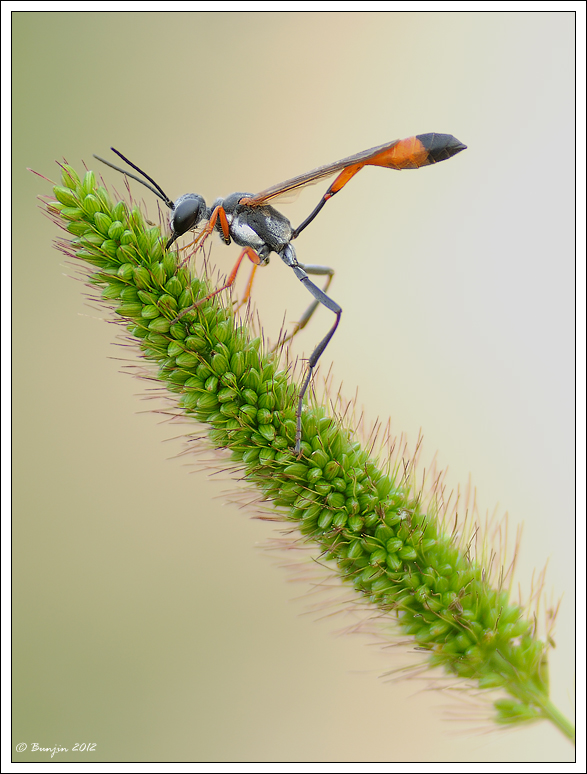 Eh la miseria che spiga.....