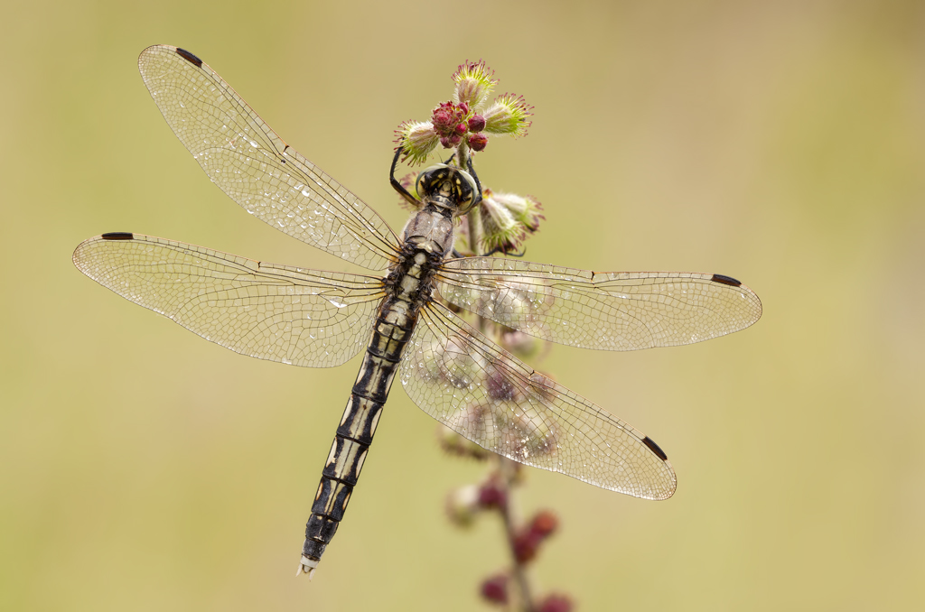 Orthetrum albistylum - femmina