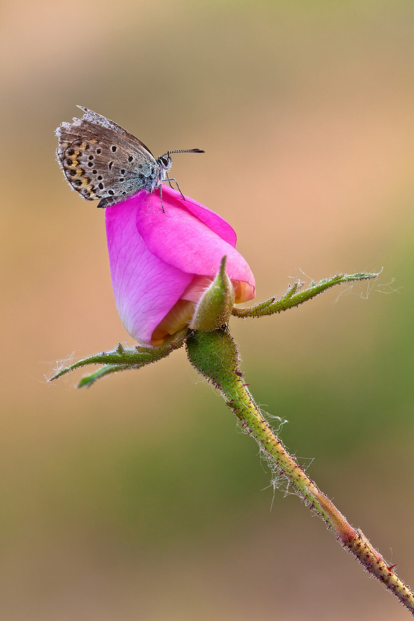 Il vecchio e il nuovo