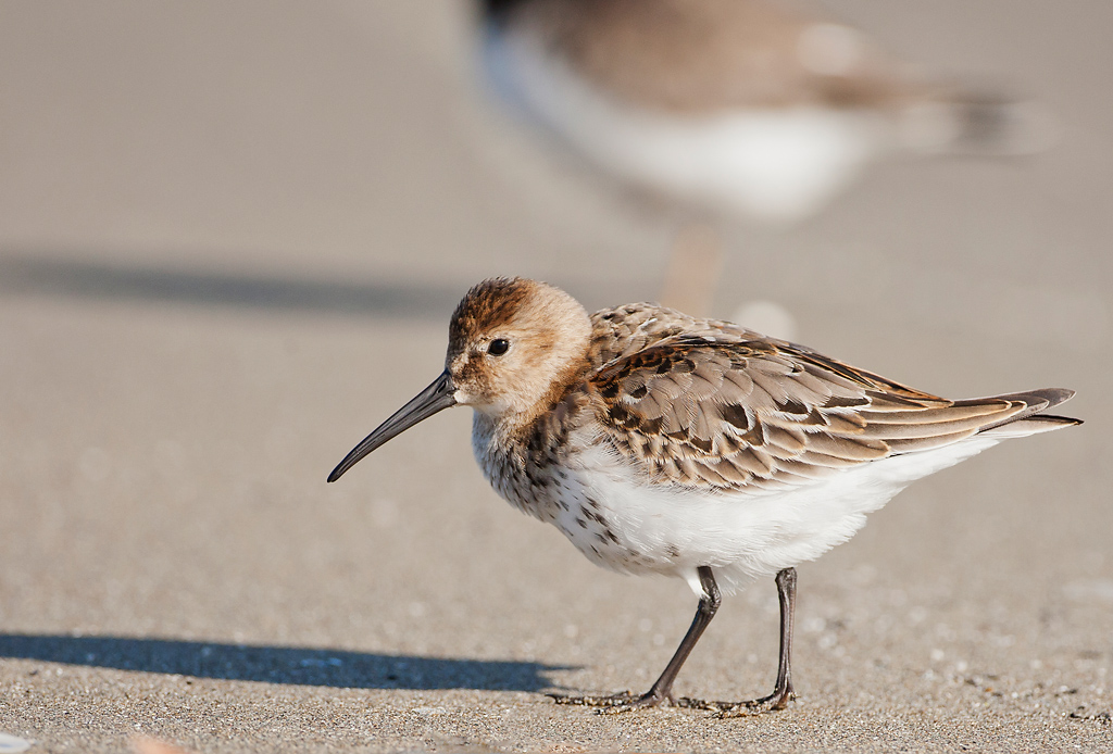 Piovanello pancianera