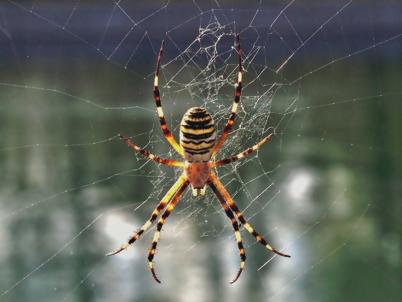 argiope