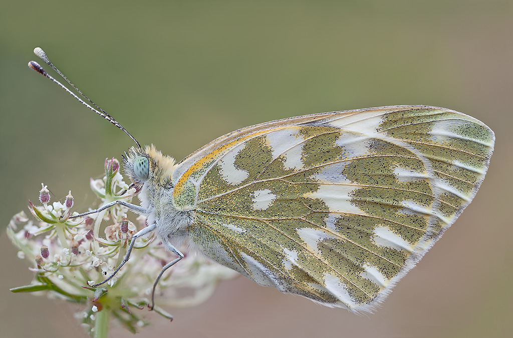 Pontia edusa R.R. 1:1  con MP-E65mm