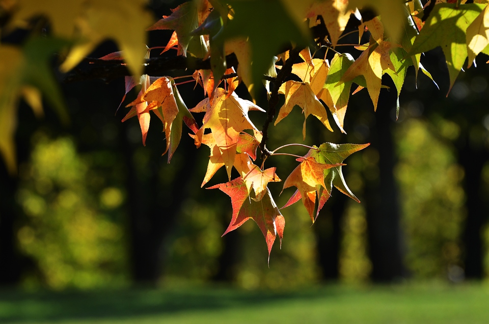 autunno : � tempo di colori