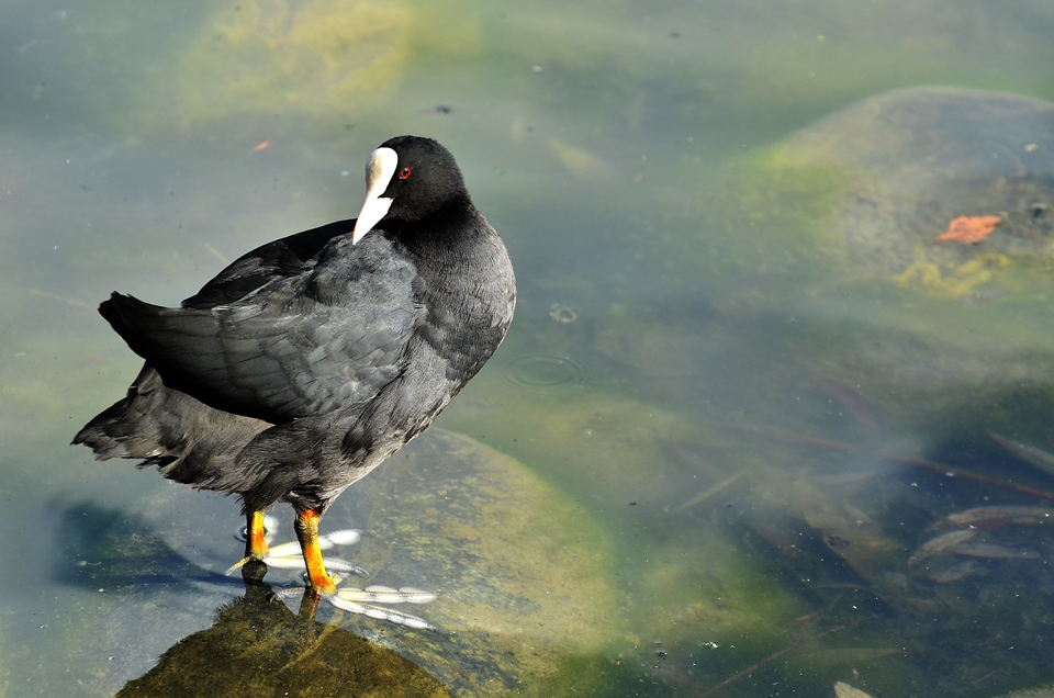 Chi sa dirmi chi sono ?