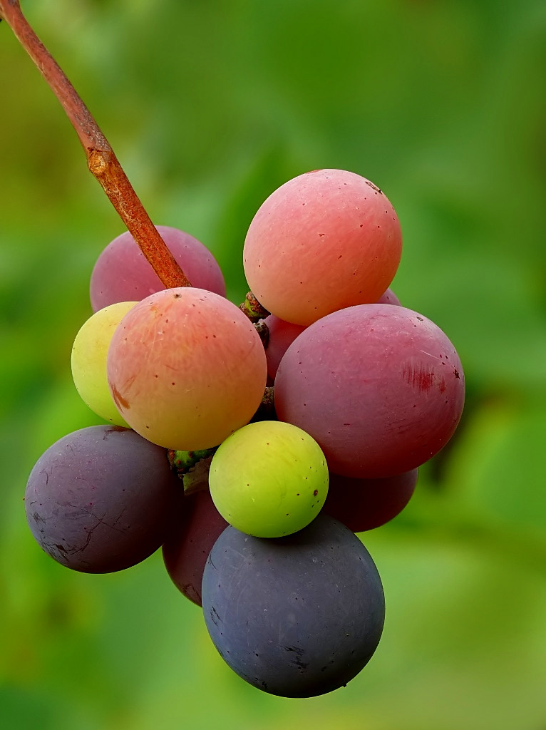 *** I colori dell'uva ***