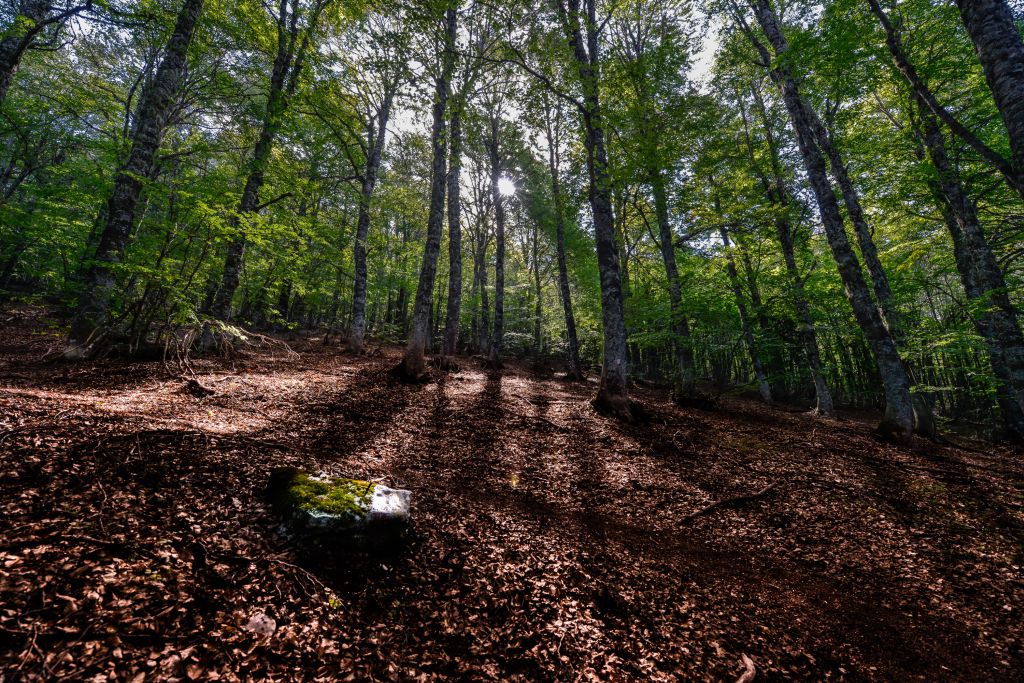 foto INCRIMINATA del bosco