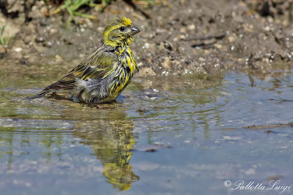 Verzellino (Serinus serinus)