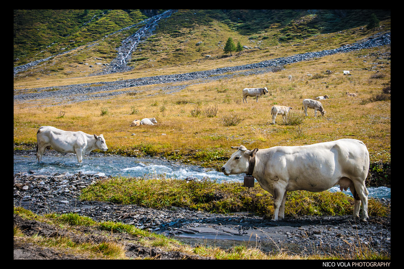 cows' toilette