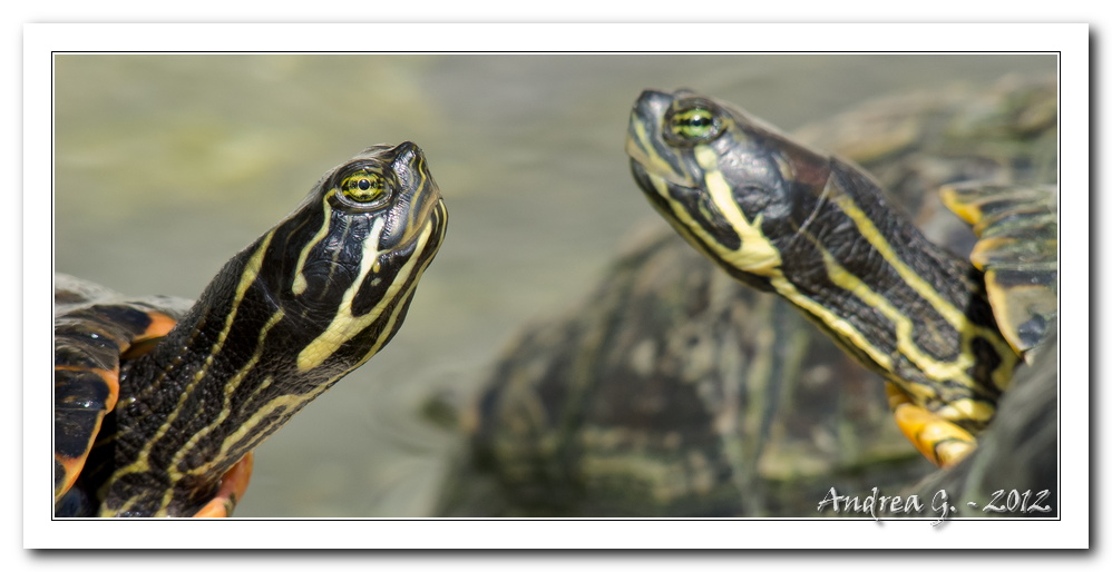 specchio... immaginario!