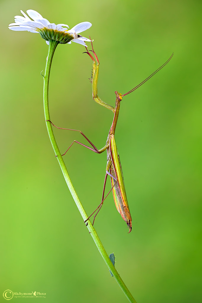 La Mantide religiosa (Mantis religiosa Linnaeus, 1758)