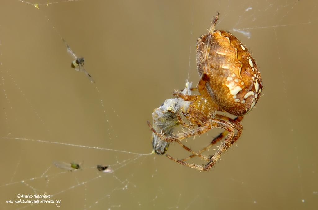 Araneus-diadematus