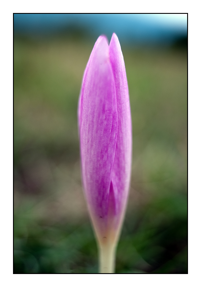 Crocus
