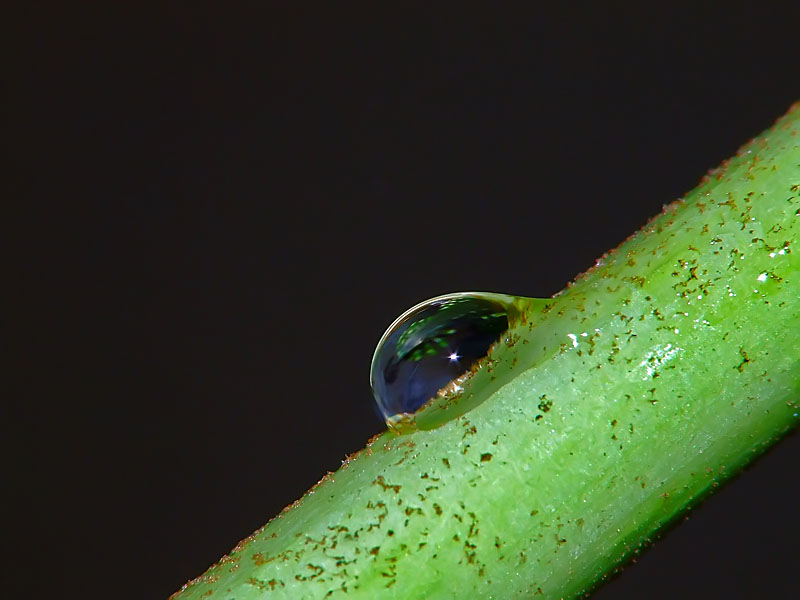 Macro goccia