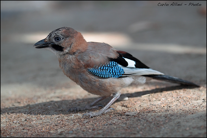 Ghiandaia (Garrulus glandarius)