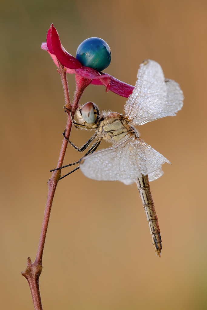 Il cappello della regina...