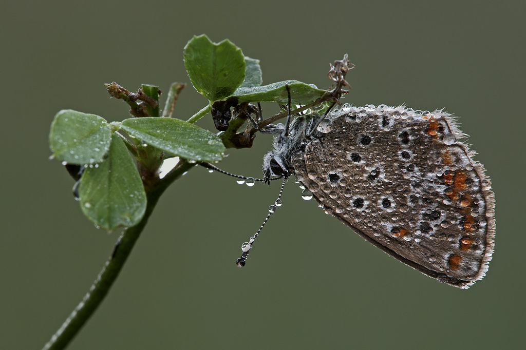 Era una mattina buia e umida...
