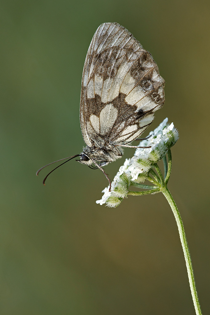 Melanargia Galatea