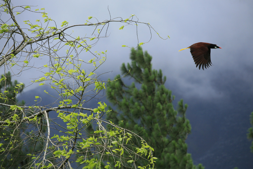 Fly in Costa Rica