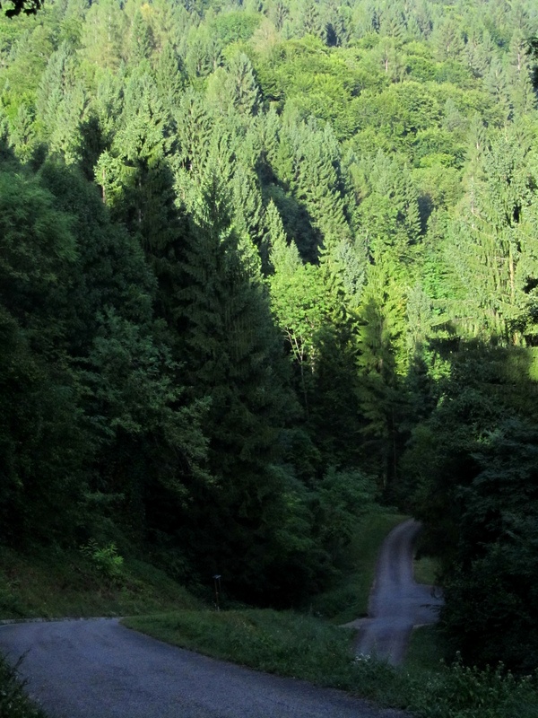 La strada verso il bosco