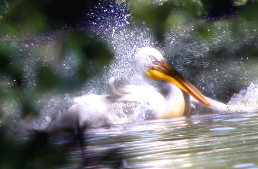 E mo' m'arrabbio!!! Maledette zanzare...