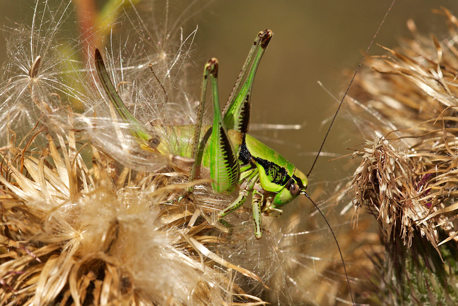 Cavalletta di montagna