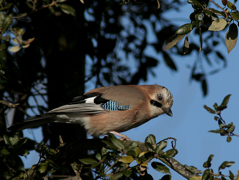 Garrulus Glandarius lLa ghiandaia)
