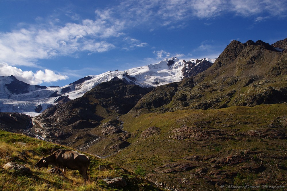Il Ghiacciaio dei Forni