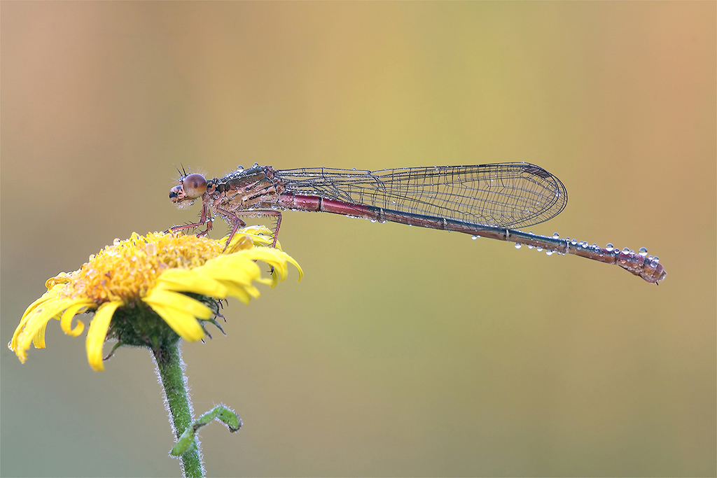 Come Un Arcobaleno...!!!