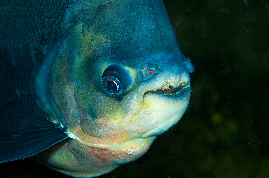 Guardami negli occhi