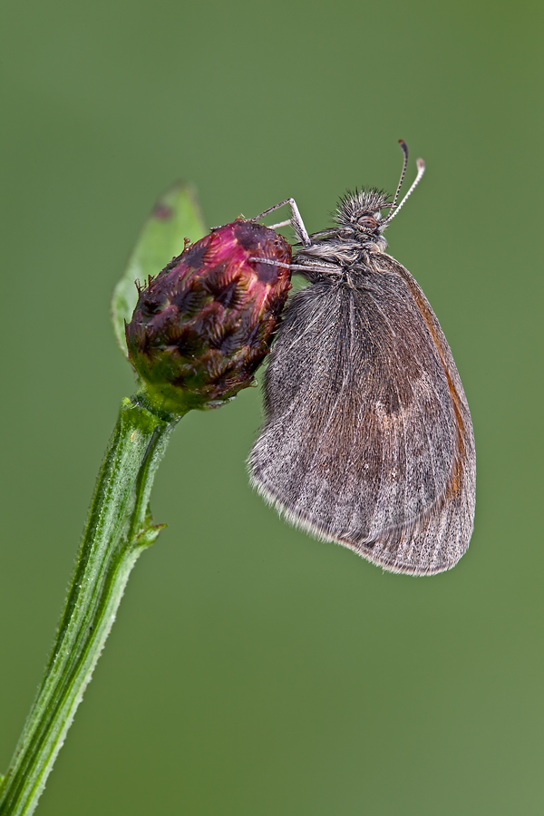 Coenonympha pamphilus