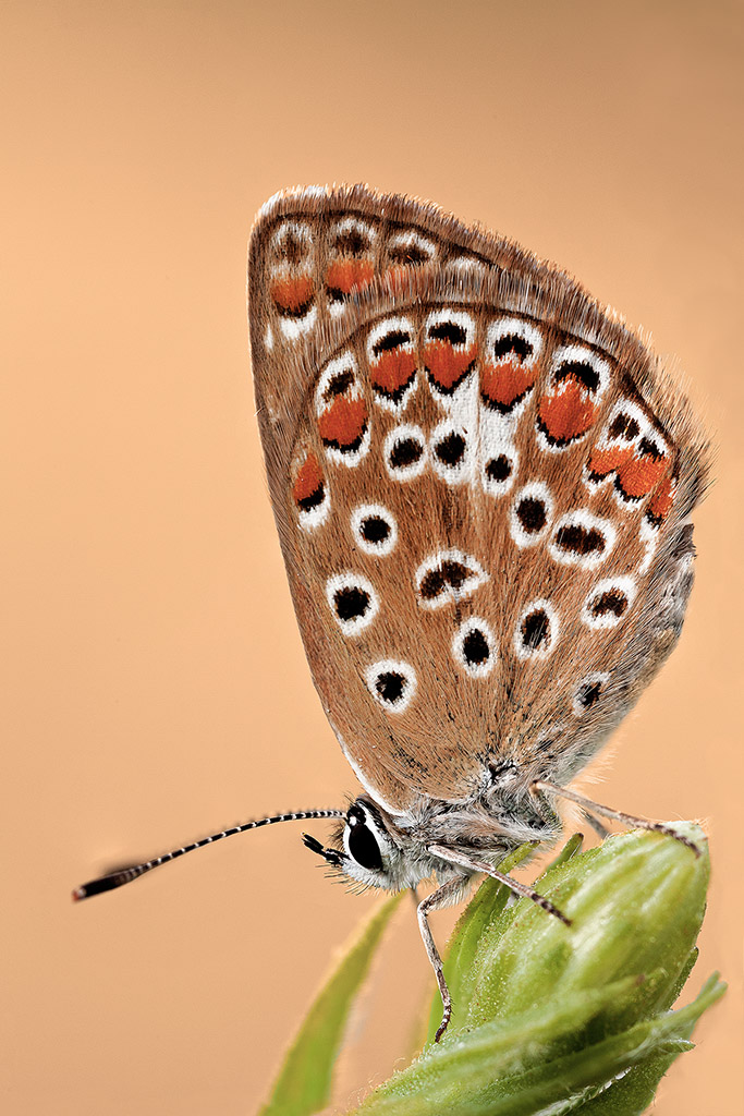 l'ultima licedine con l' MP-E65mm f/2.8 1-5x Macro Photo