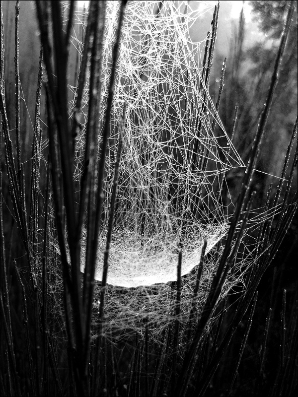 sappiamo gi� tutto quando nasciamo