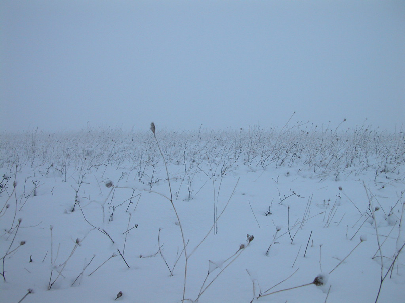 Prato sepolto dalla neve