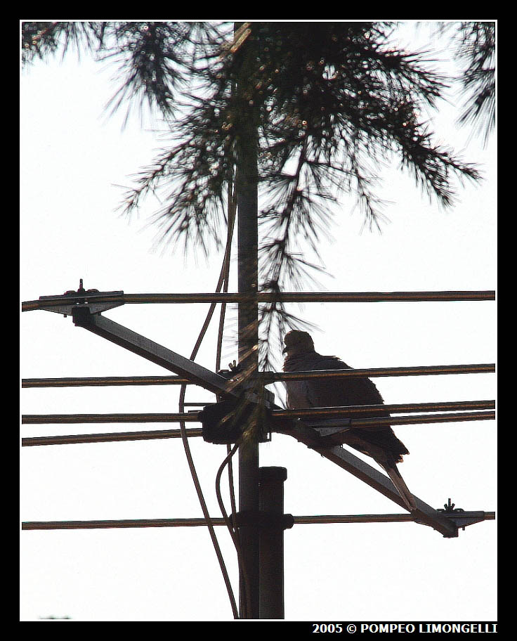 Piccione Viaggiatore (...in ricarica)