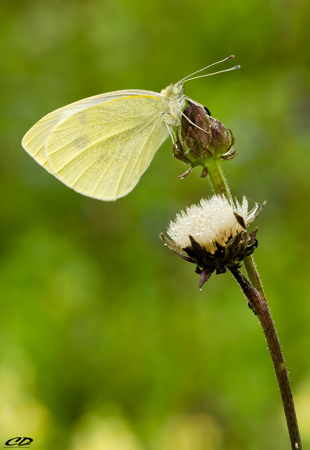 pieris brassicae....