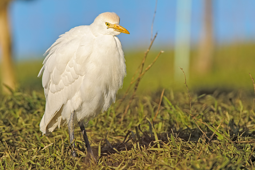 Airone guardabuoi Bubulcus ibis