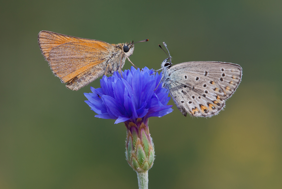 Thymelicus, Fiore Blu e Licenide