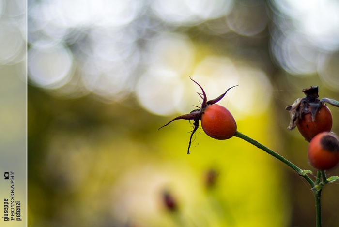 Primi scatti d'autunno