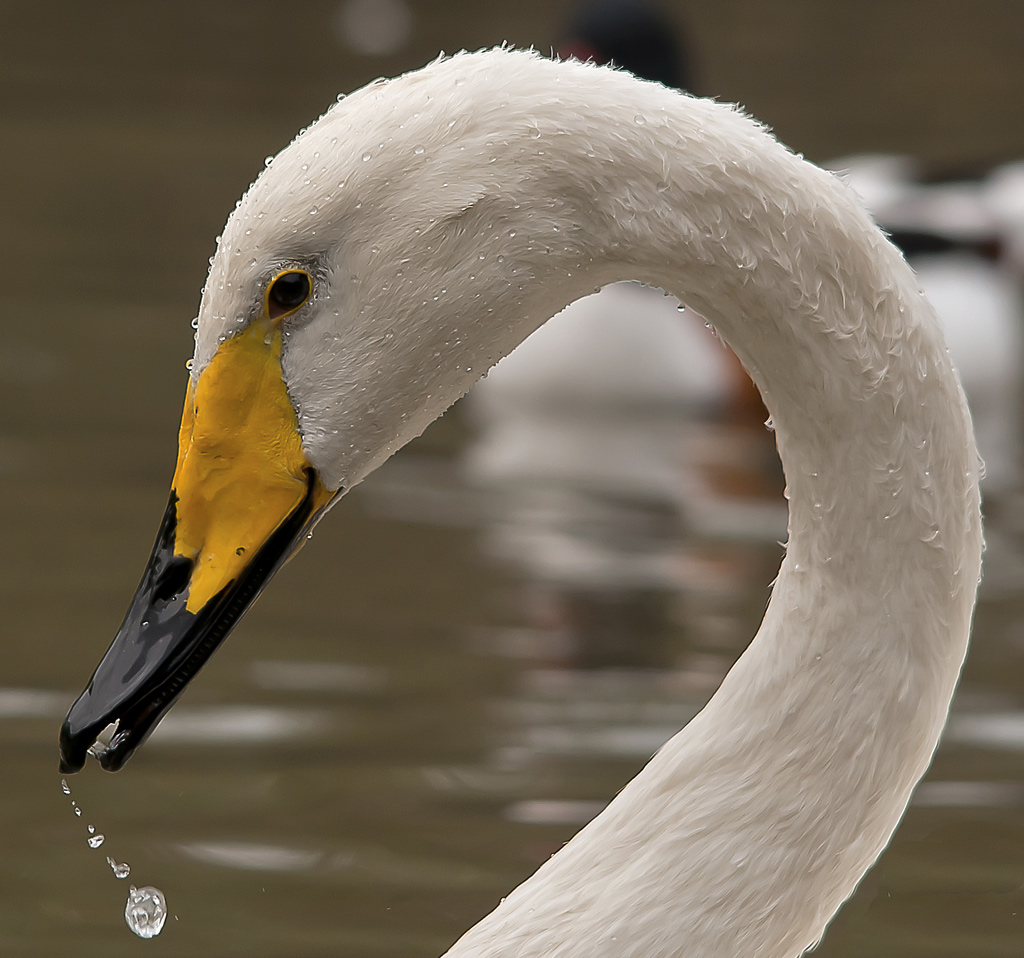 Ritratto di Cigno Selvatico