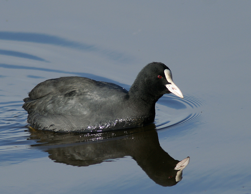 Fulica Atra (La folaga)