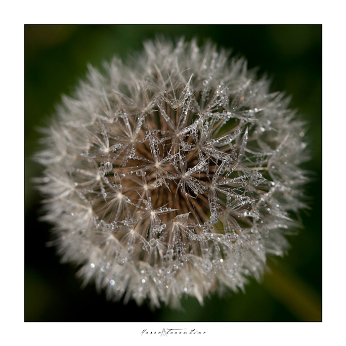 voler� al primo soffio di vento